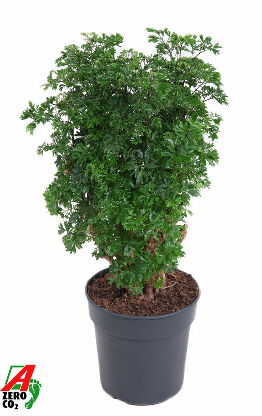 Polyscias Roble Branched - Indoor House Plant - نبات داخلي