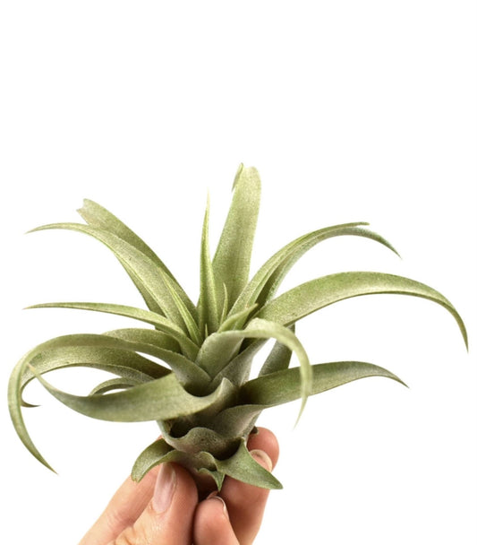 Tillandsia Capitata - Indoor House Plant - نبات داخلي