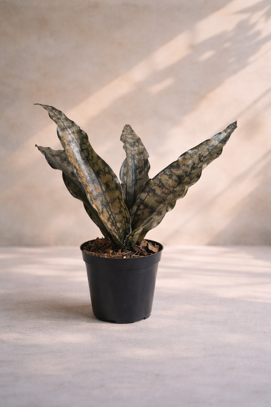 Sansevieria Kirkii Coppertone - Rare Indoor Plant - Snake Plant