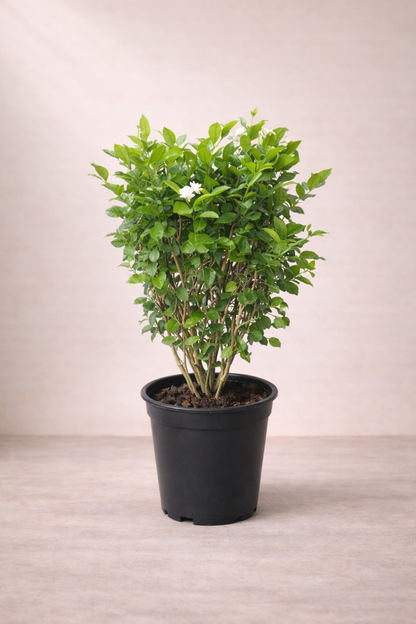 Jasmine Sambac – الياسمين العربي (الفل)