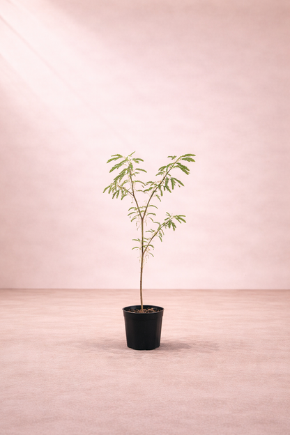 Prosopis Species Tree - شجرة الغاف