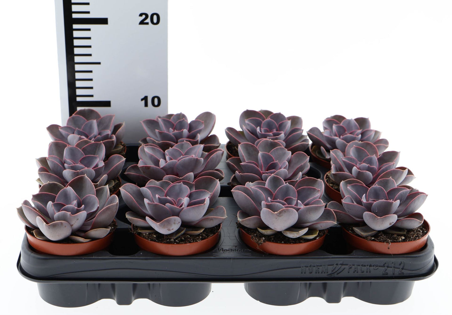 Echeveria perle von nurnberg - Succulent Plant - Indoor House Plant - نبات داخلي