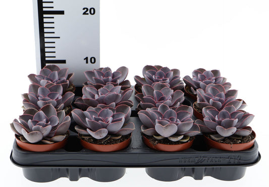 Echeveria perle von nurnberg - Succulent Plant - Indoor House Plant - نبات داخلي