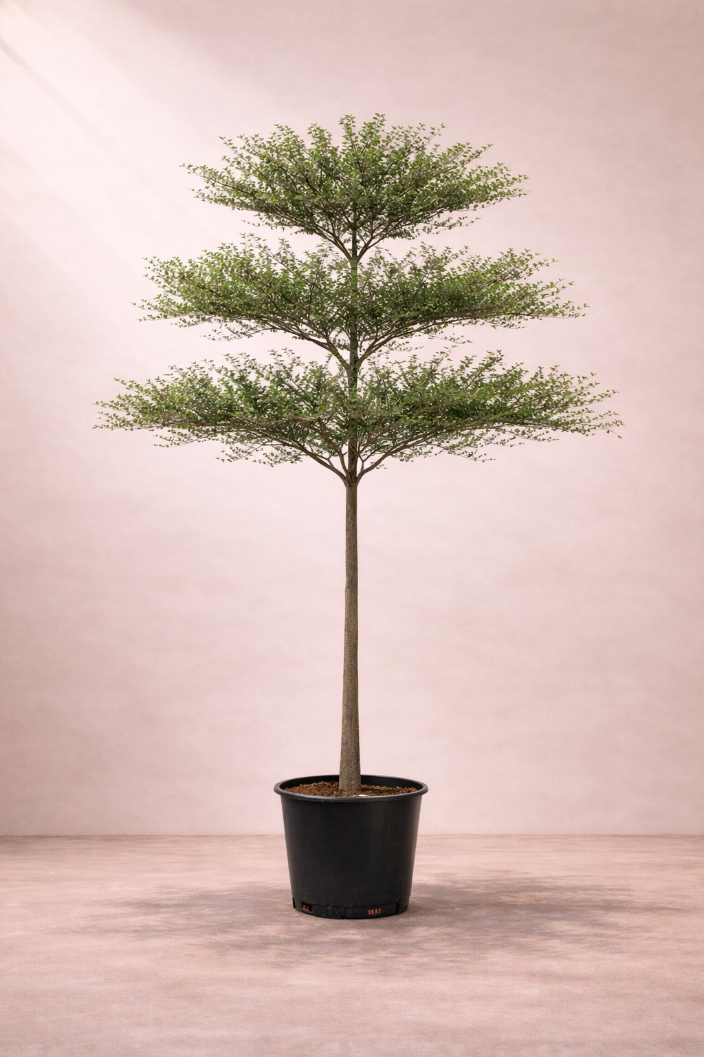 Terminalia Mantaly Tree - ترميناليا مانتالي