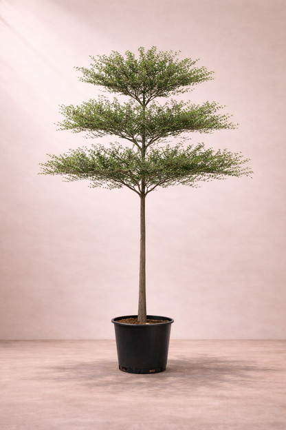 Terminalia Mantaly Tree - ترميناليا مانتالي