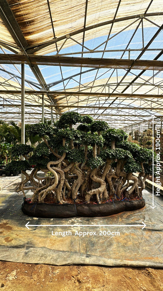 Bonsai Ficus Microcarpa Tree - Indoor Plant - شجرة بونساي