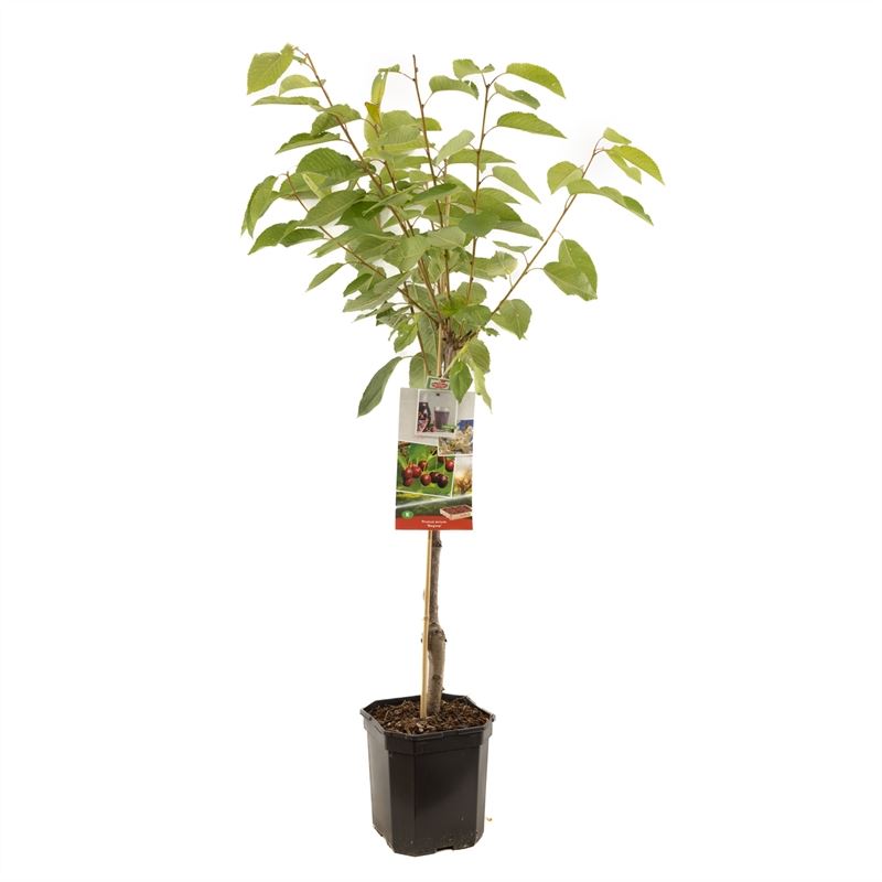 Cherry Plant 160cm - Prunus Avium Regina - نبتة الكرز