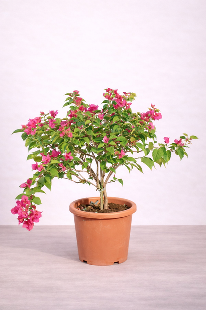 Bougainvillea Pink – نبات جهنمية وردي