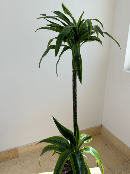 Dracaena Deremensis Lemon Lime 120cm - Indoor House Plant