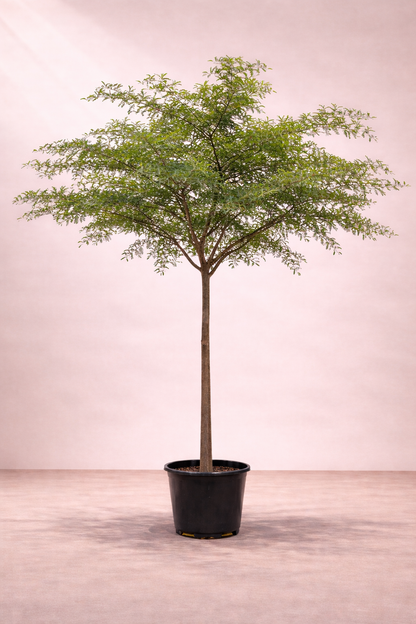 Prosopis Species Tree - شجرة الغاف
