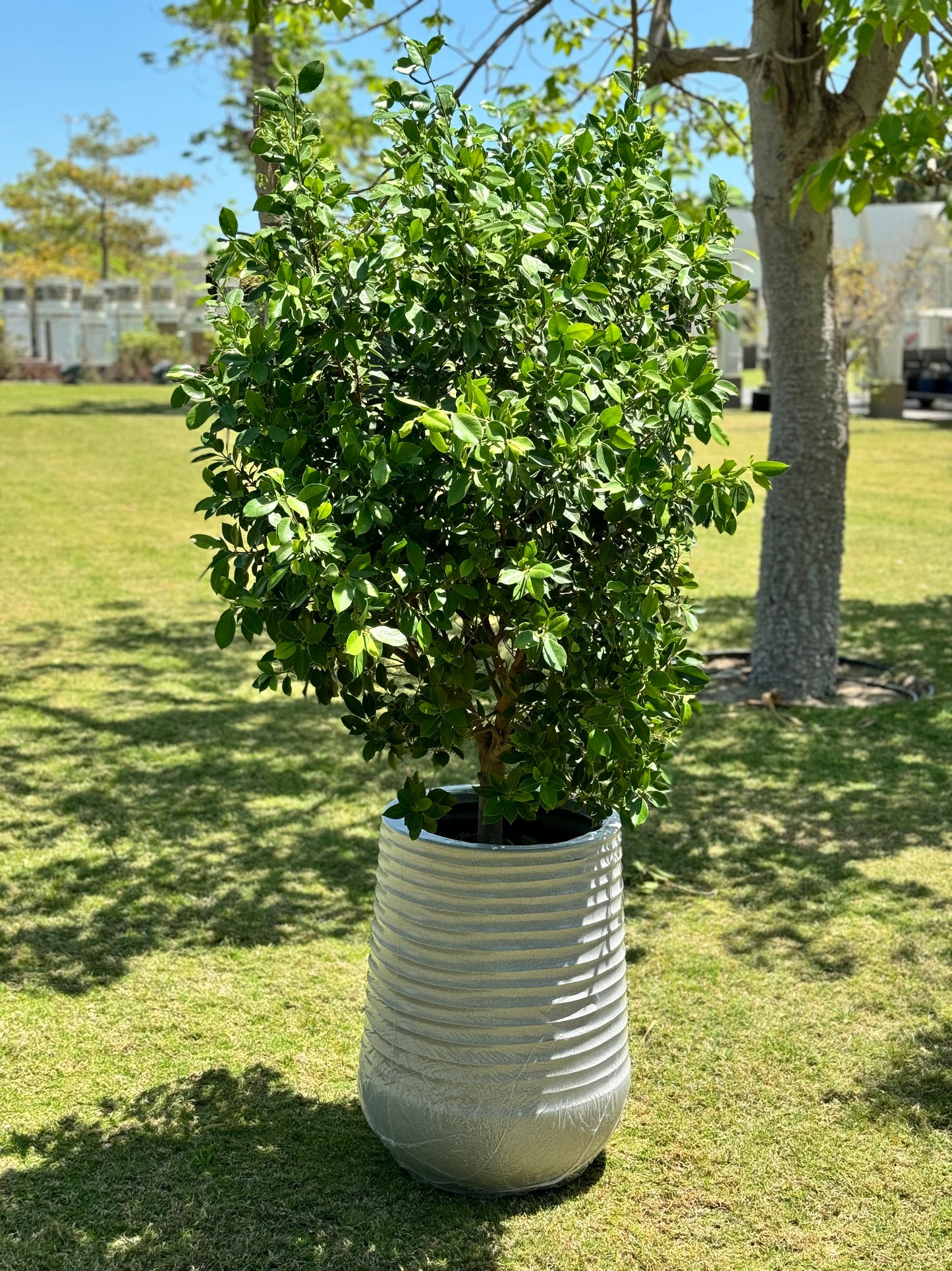 Ficus Nitida Tree - White Fiber Pot Edition - Natural Live Plants for sale in Kuwait
