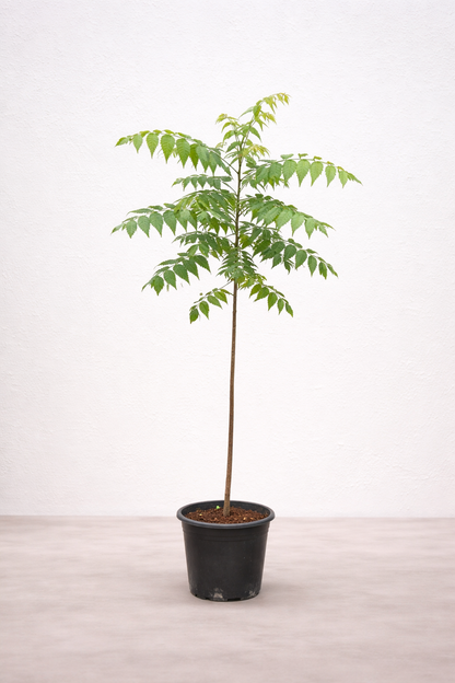 Neem Tree - Azadirachta Indica - شجرة النيم