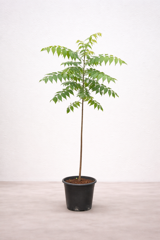 Neem Tree - Azadirachta Indica - شجرة النيم