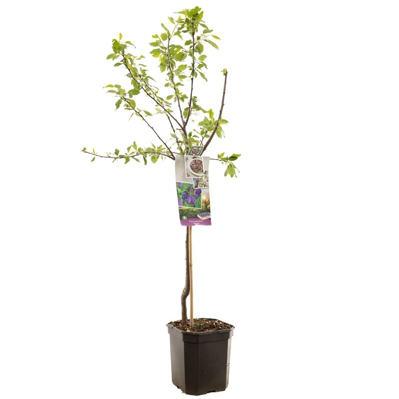 Dark Blue Plum 160cm - Prunus Domestica - شجرة البرقوق