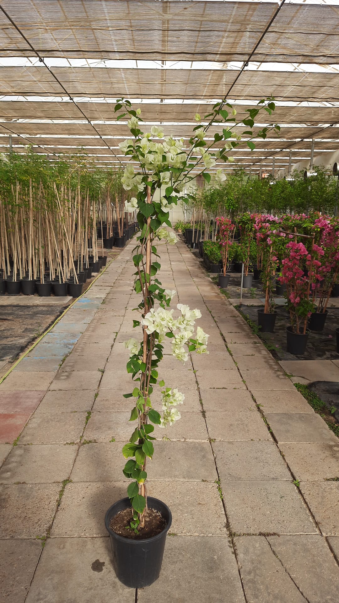 Bougainvillea White Creeper Plant And Pot Co Bougainvillea white creeper plant and pot co