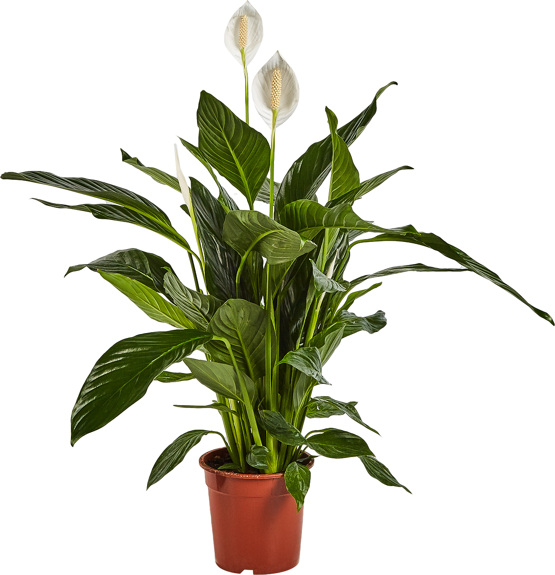 Spathiphyllum Sweet Chico - Peace Lilly Plant - Indoor Flowering House Plant - نبات داخلي