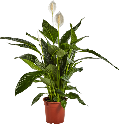 Spathiphyllum Sweet Chico - Peace Lilly Plant - Indoor Flowering House Plant - نبات داخلي
