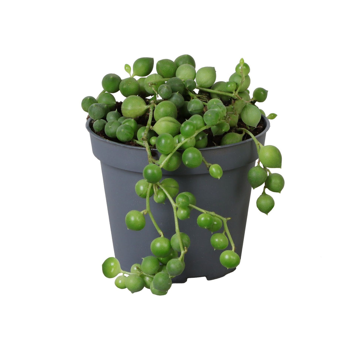 Senecio Rowleyanu...