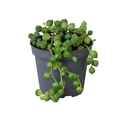 Senecio Rowleyanus - String of Pearls - Indoor House Plant - نبات داخلي