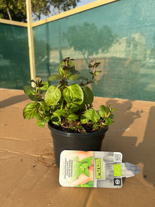 Organic Orange Mint Plant - نبات النعناع البرتقالي