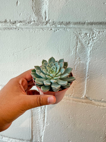Echeveria Orion - Succulent Plant - Indoor House Plant - نبات داخلي
