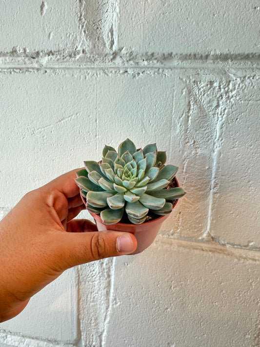 Echeveria Orion - Succulent Plant - Indoor House Plant - نبات داخلي