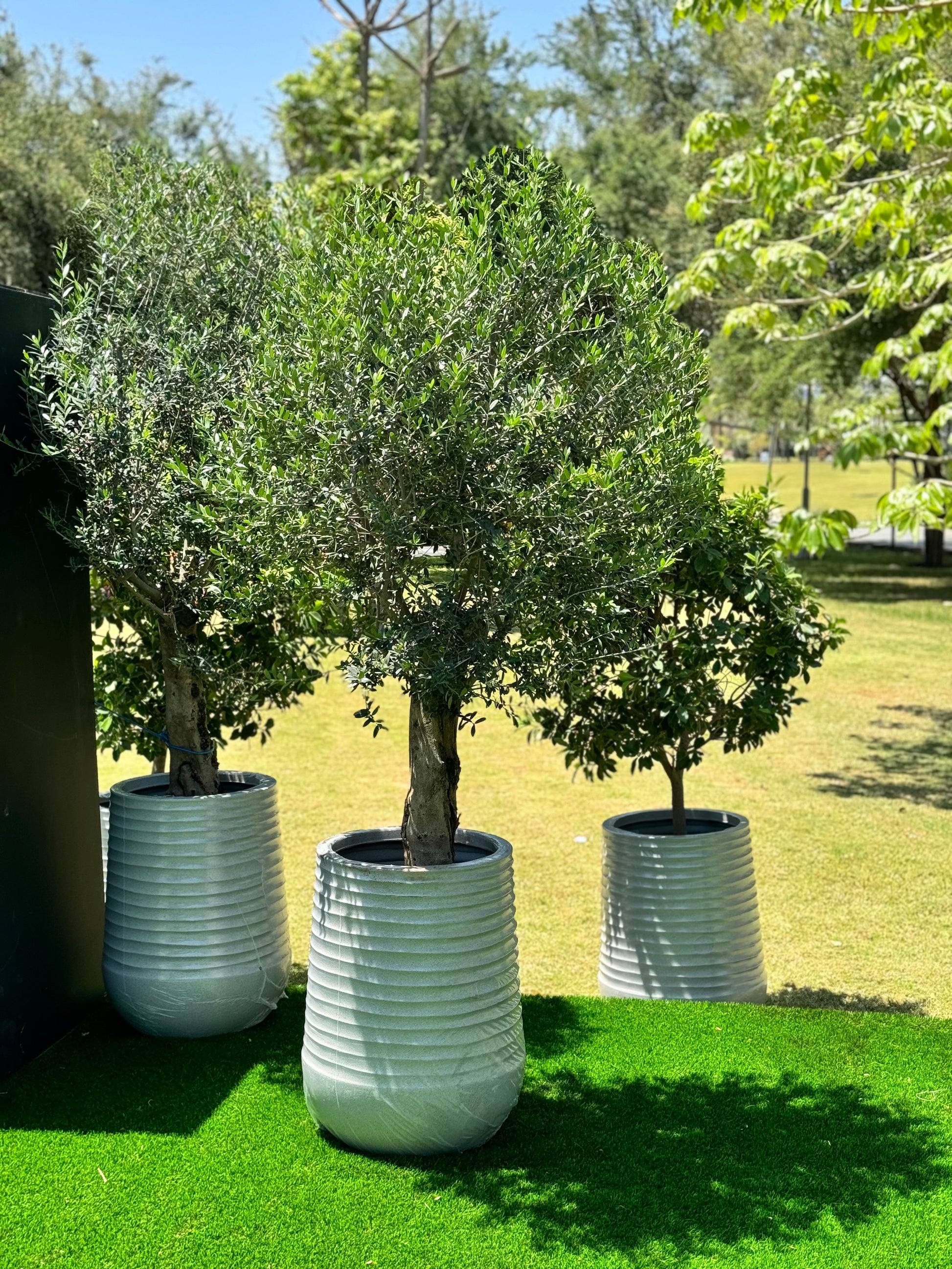 Olive Tree - White Fiber Pot Edition - Best quality Olive Tree in Kuwait for Sale