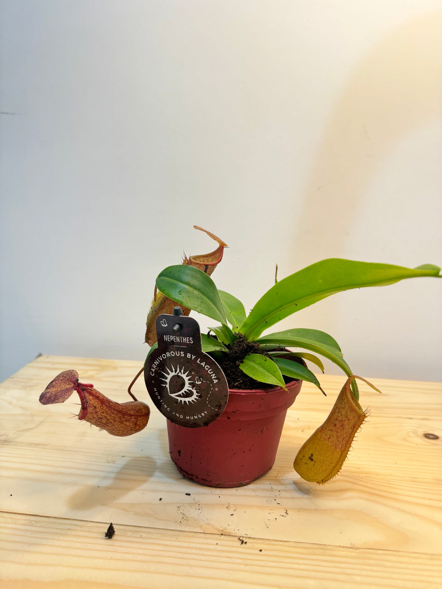 Nepenthes Plant - Carnivorous Plant - Insect Eating Plant - Indoor Plant