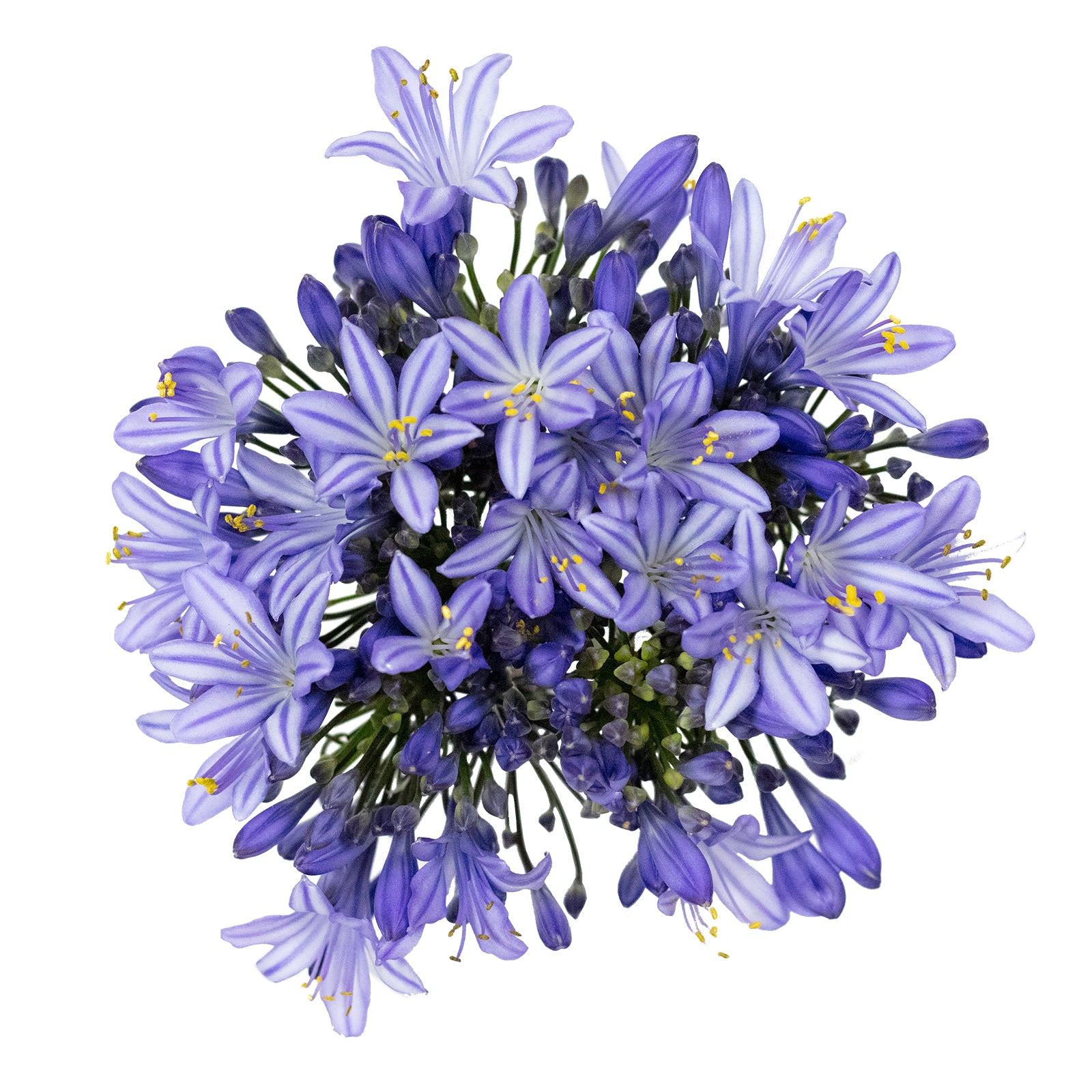 Agapanthus Blue Flower Bunch - African Lily - باقة زهرة أغابانثوس الزرقاء