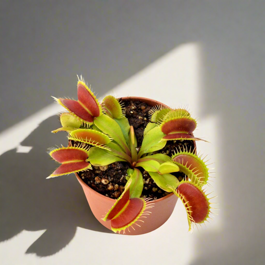 Dionaea muscipula - Carnivorous Plant - Venus Fly Trap