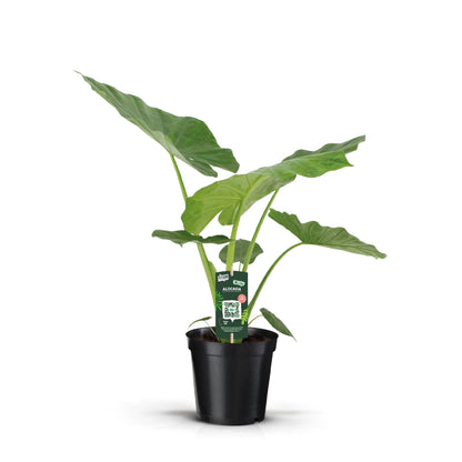 Alocasia Macrorrhiza - Indoor House Plant - نبات داخلي