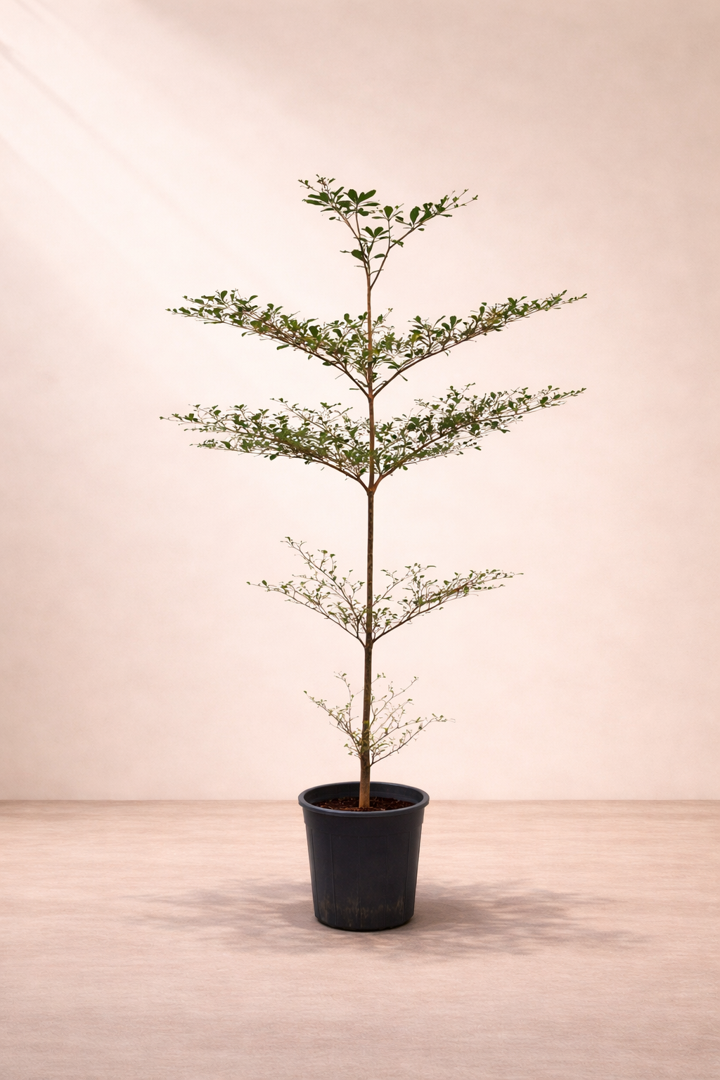 Terminalia Mantal...