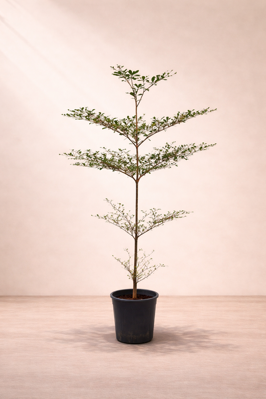 Terminalia Mantaly Tree - ترميناليا مانتالي