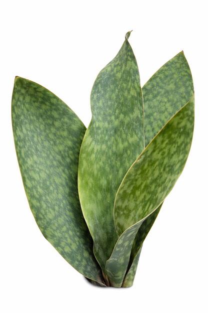 Sansevieria Whale Fin – Indoor Snake Plant | نبات داخلي