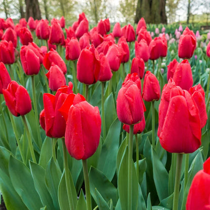 Tulip Apeldoorn - Flower Bulb - توليب أبيلدورن