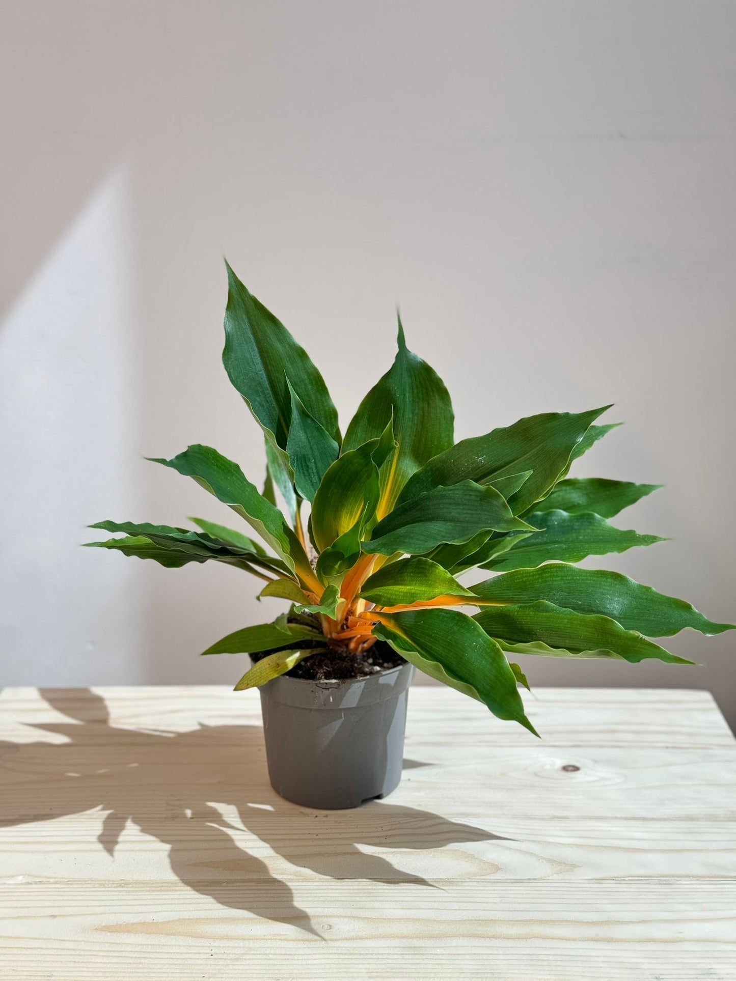 Chlorophytum Orchidastrum Green Orange - Rare Indoor House Plant - نبات داخلي
