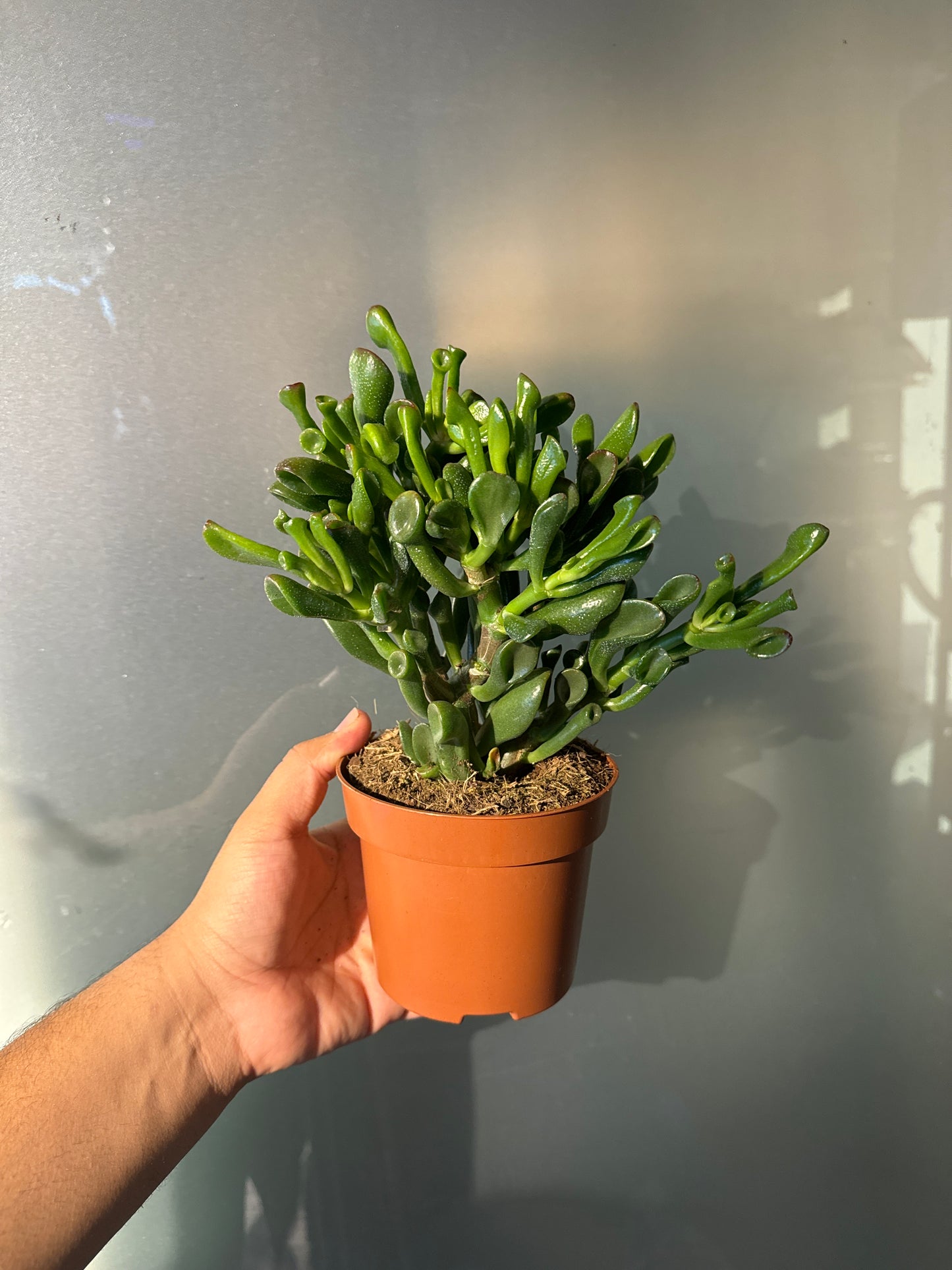 Crassula Trompet - Jade Plant - Succulent Plant - Indoor House Plant - نبات داخلي