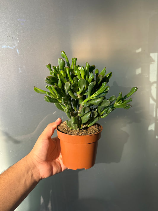 Crassula Trompet - Jade Plant - Succulent Plant - Indoor House Plant - نبات داخلي