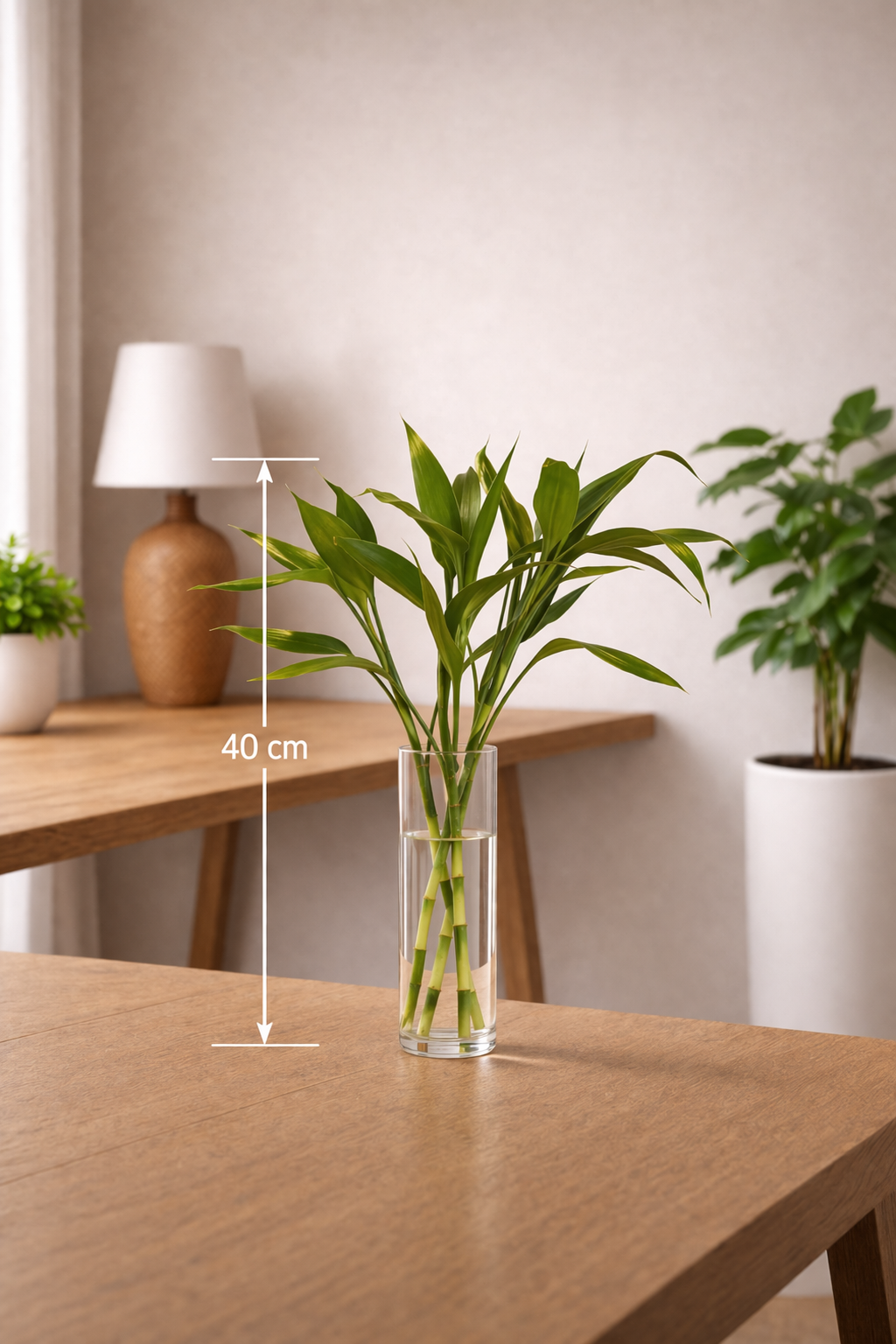 Lucky Bamboo – 5 Stalks in Glass Vase | بامبو الحظ