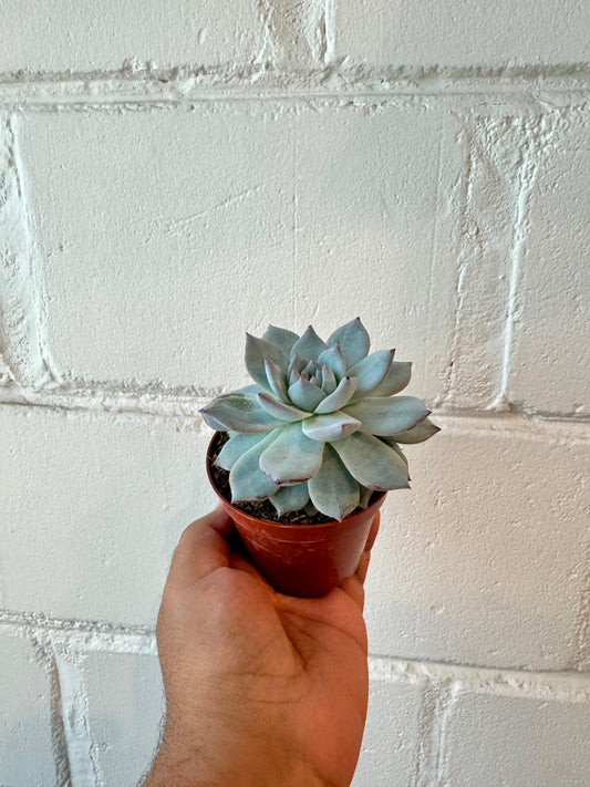 Echeveria colorata - Indoor Succulent Plant - نبات داخلي