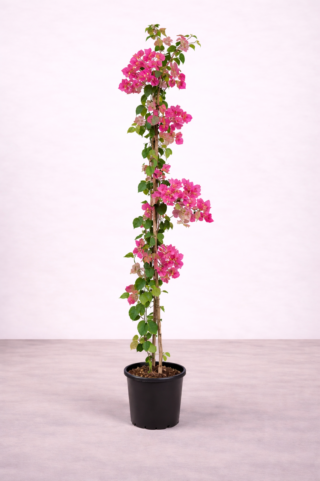 Bougainvillea Creeper Plant – نبات جهنمية متسلق