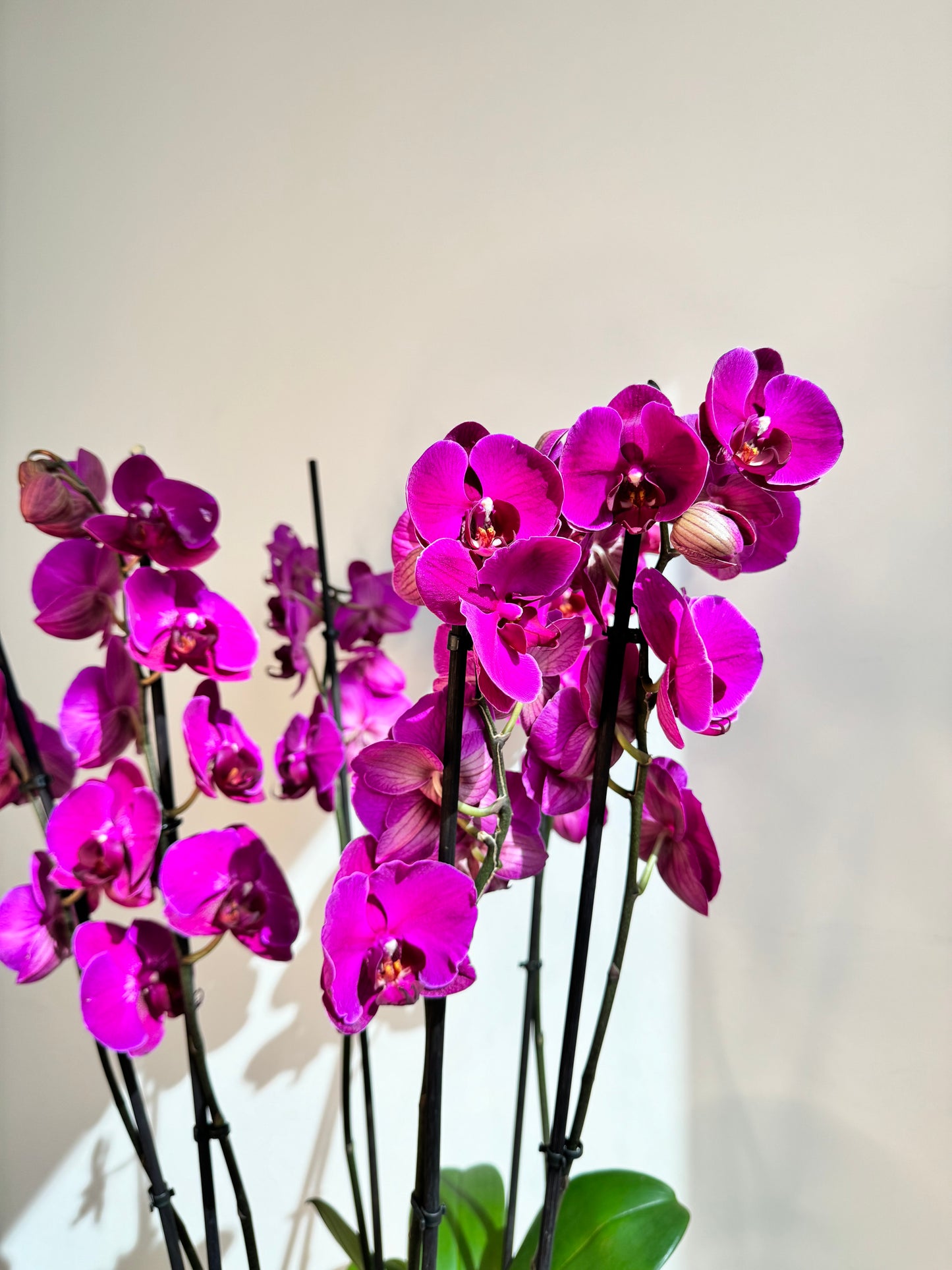 Purple Orchid Plant Bunch in Rose Gold Metal Pot - نبات الأوركيد - Phalaenopsis