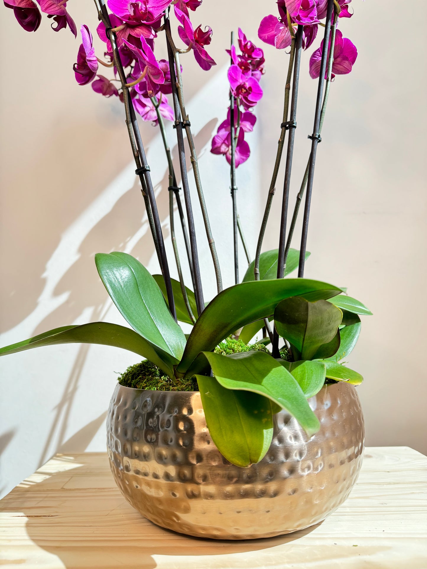 Purple Orchid Plant Bunch in Rose Gold Metal Pot - نبات الأوركيد - Phalaenopsis