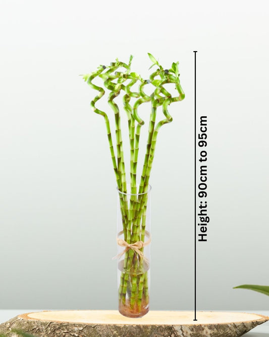 Curly Lucky Bamboo with Vase - نبتة بامبو