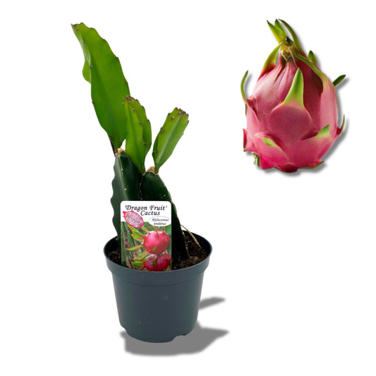 Dragon Fruit Plant - نبات فاكهة التنين