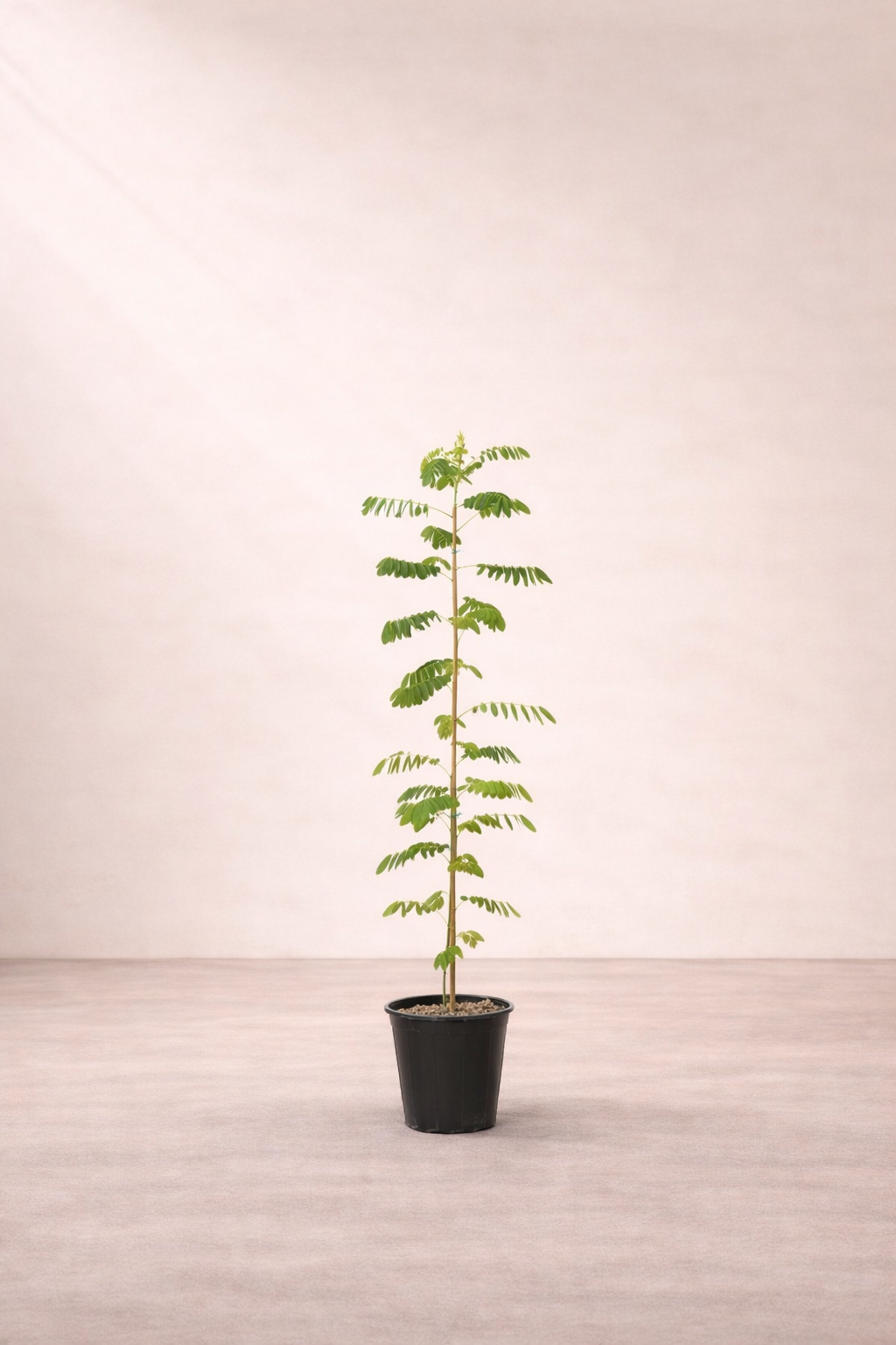 Cassia Gluca Tree...