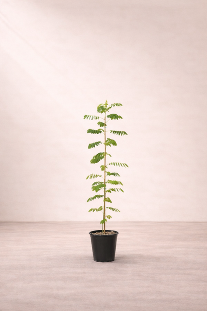 Cassia Gluca Tree - شجرة كاسيا جلوكا