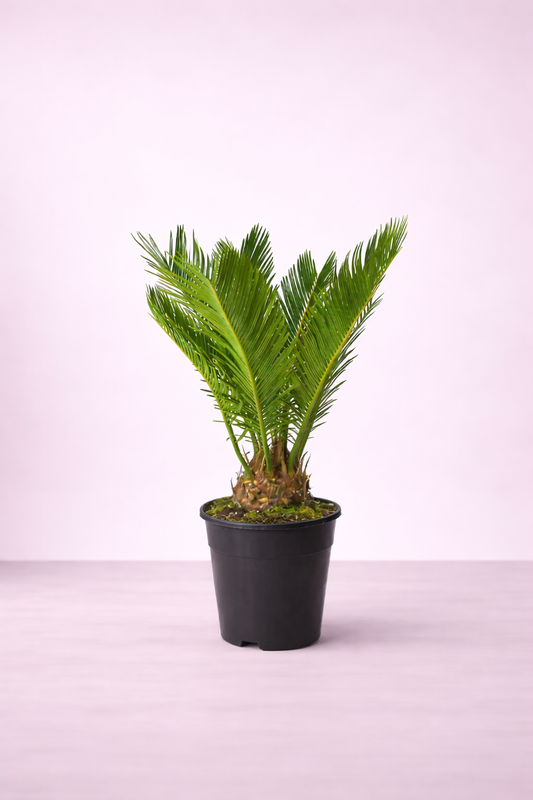 Cycas Palm (Cycas revoluta) - نخلة السيكاس