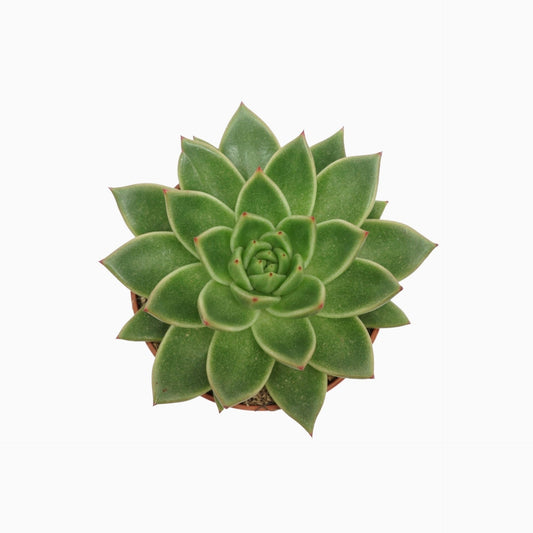 Echeveria Agavoides - Indoor Succulent Plant