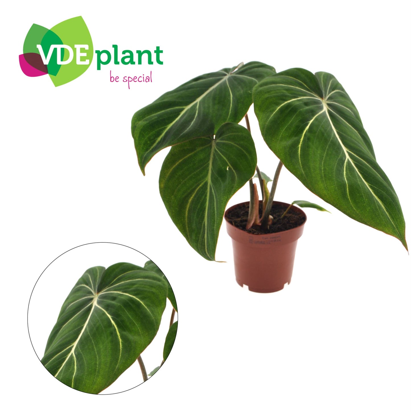 Philodendron Gloriosum - Rare Indoor House Plant - نبات داخلي